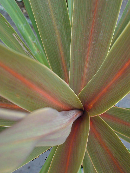 CORDYLINE AUSTRALIS 'SUNDANCE'