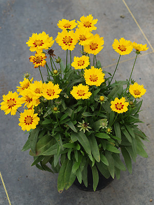 COREOPSIS LANCEOLATA 'WALTER'
