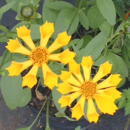 COREOPSIS AURICULATA 'ZAMPHIR'