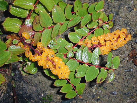 CORIARIA TERMINALIS var.XANTHOCARPA