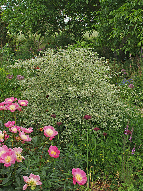 CORNUS ALTERNIFOLIA 'ARGENTEA'
