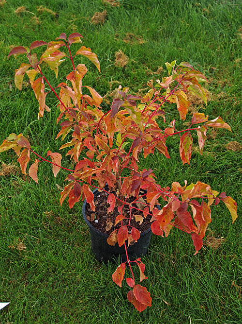 CORNUS SANGUINEA 'ANNY'S WINTER ORANGE'