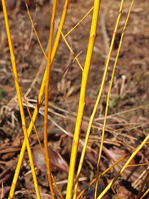 CORNUS ALBA 'HUTCHINSON'S FORM'