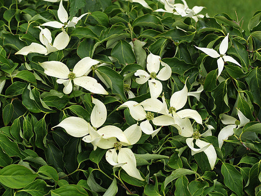 CORNUS KOUSA subsp. CHINENSIS