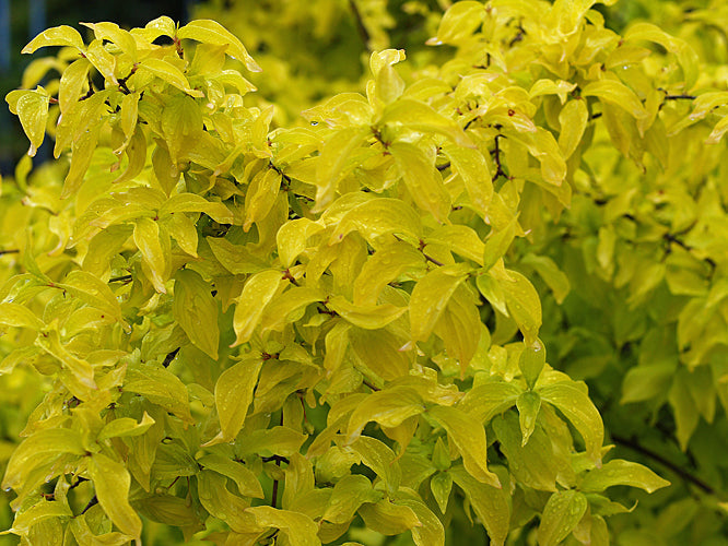 CORNUS MAS 'AUREA'