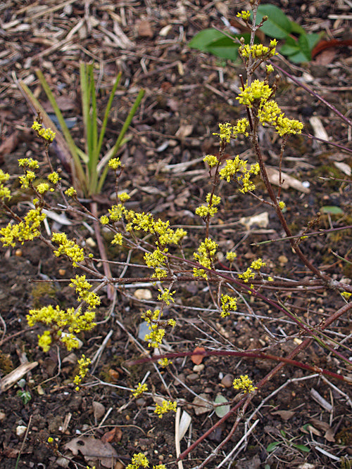 CORNUS MAS RCB TQ-L-1