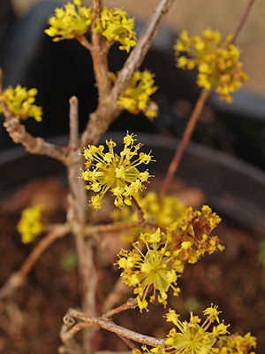 CORNUS OFFICINALIS 'KINTOKI'
