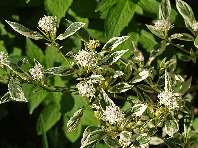 CORNUS SERICEA 'WHITE GOLD'