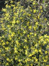 COROKIA COTONEASTER