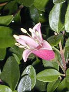 CORREA 'DUSKY BELLS'