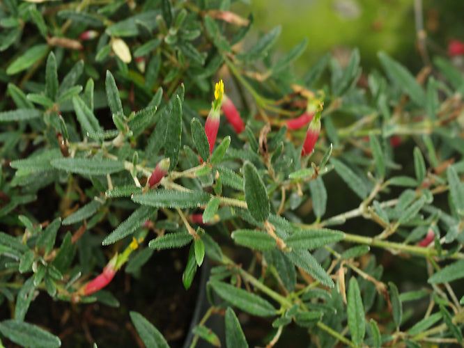 CORREA DECUMBENS