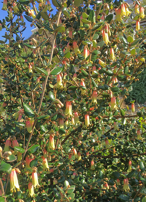 CORREA 'MARIAN'S MARVEL'