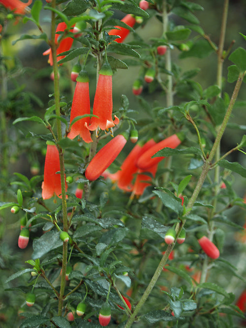 CORREA PULCHELLA 'ORANGE GLOW'