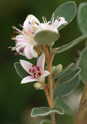 CORREA ALBA 'PINKIE'