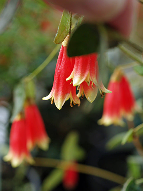 CORREA REFLEXA 'BRISBANE RANGES'