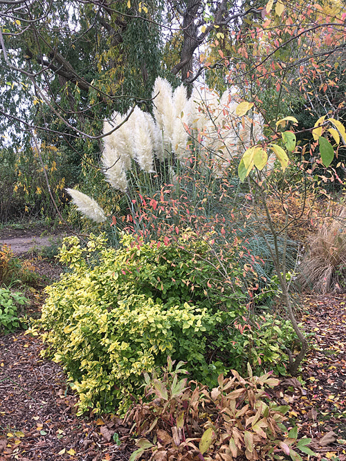 CORTADERIA SELLOANA 'EVITA'