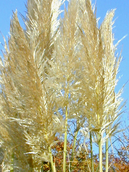 CORTADERIA SELLOANA clone 1