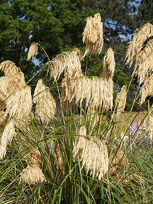 CORTADERIA FULVIDA