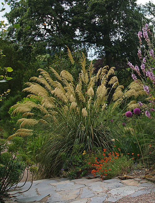 CORTADERIA RICHARDII