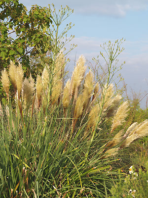 CORTADERIA SELLOANA 'PUMILA'
