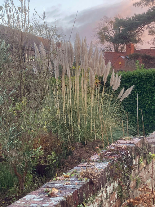 CORTADERIA SELLOANA 'SPLENDID STAR'