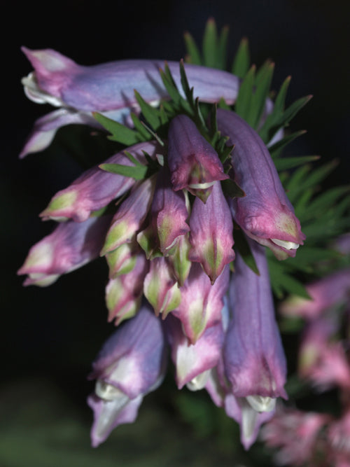 CORYDALIS BRUNNEOVAGINATA