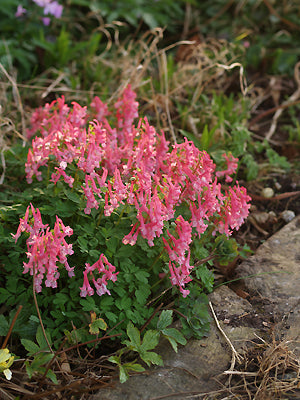 CORYDALIS SOLIDA subsp.SOLIDA 'DIETER SCHACHT'