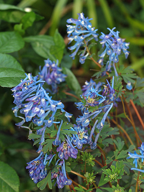 CORYDALIS ELATA