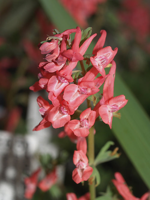 CORYDALIS SOLIDA subsp.SOLIDA 'GEORGE BAKER'