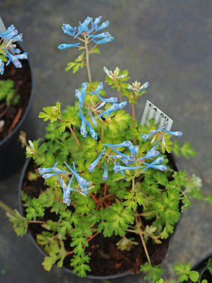 CORYDALIS FLEXUOSA 'GOLDEN PANDA'