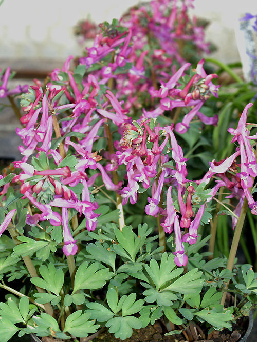 CORYDALIS SOLIDA subsp.INCISA