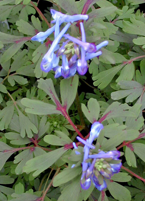 CORYDALIS FLEXUOSA 'NIGHTSHADE'