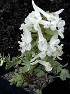 CORYDALIS SOLIDA subsp.SOLIDA 'PENZA WHITE STRAIN'
