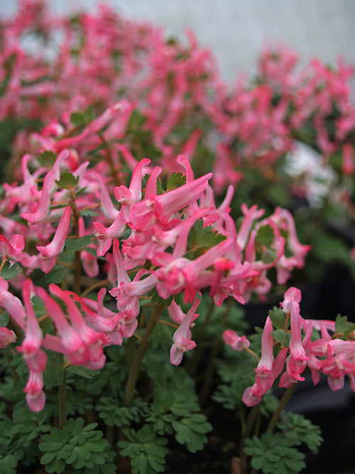 CORYDALIS SOLIDA subsp.SOLIDA RED