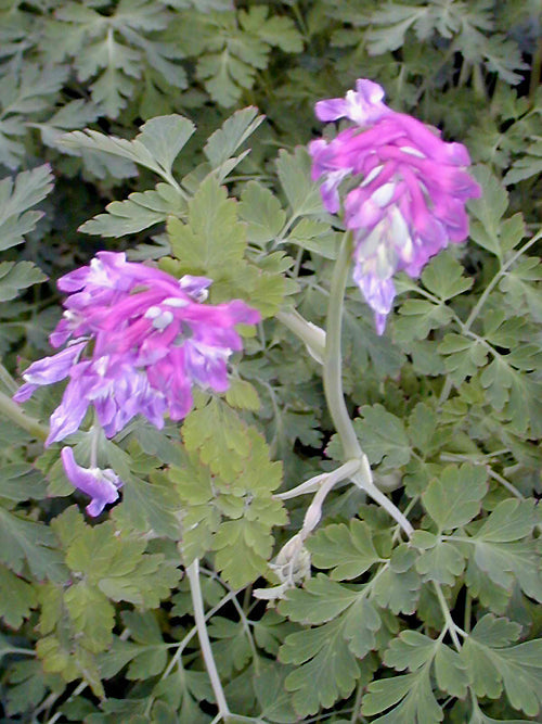 CORYDALIS TALIENSIS ACE 2443