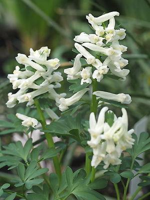 CORYDALIS SOLIDA subsp.SOLIDA 'WHITE KNIGHT'