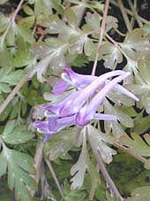 CORYDALIS LINSTOWIANA