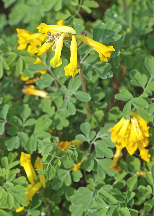 CORYDALIS LUTEA