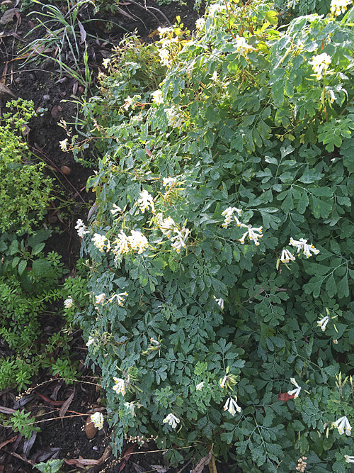 CORYDALIS OCHROLEUCA