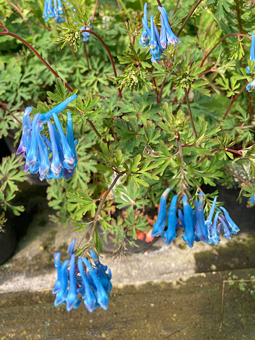 CORYDALIS PACHYCENTRA