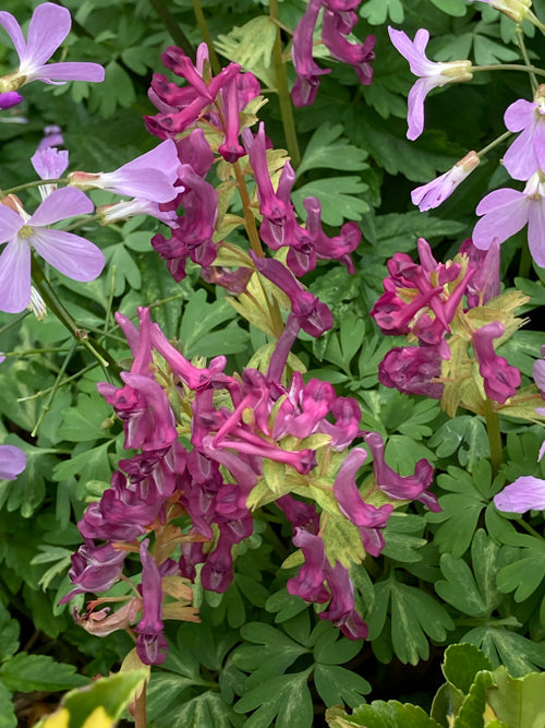 CORYDALIS SOLIDA 'PURPLE BEAUTY'