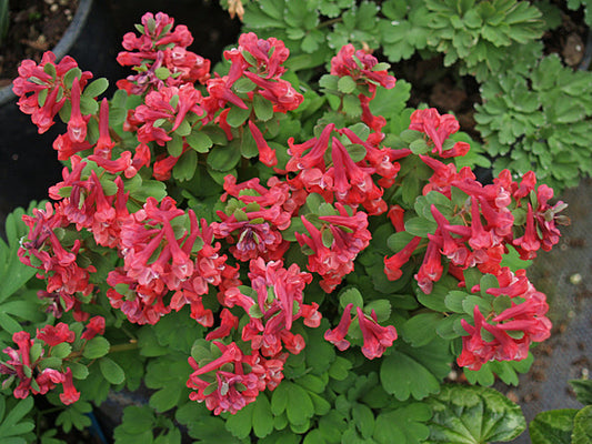 CORYDALIS SOLIDA subsp.SOLIDA 'RUCKSAN'S RED'