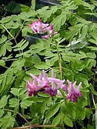 CORYDALIS SCOULERI