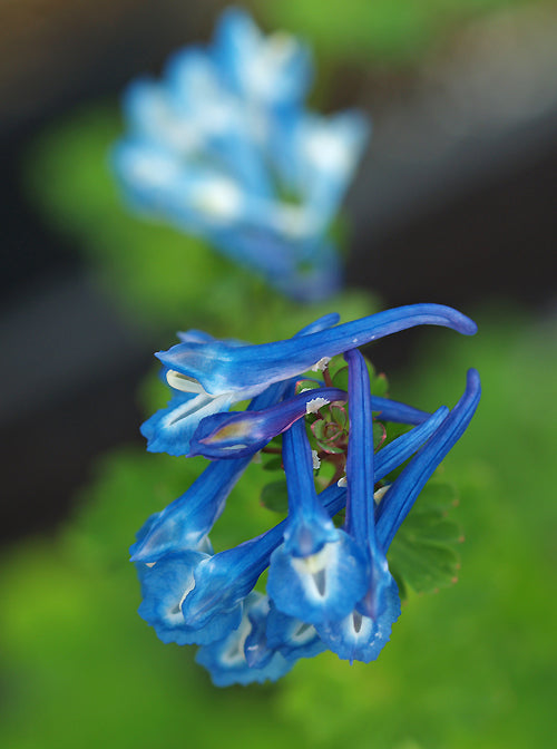 CORYDALIS CALYCOSA from Peter Korn