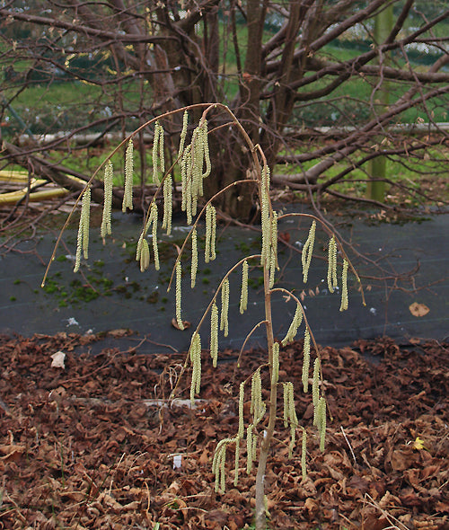 CORYLUS AVELLANA 'PENDULA'
