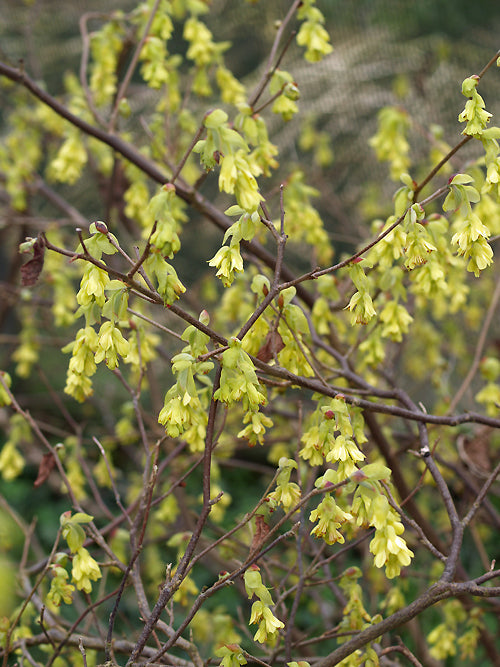 CORYLOPSIS SPICATA
