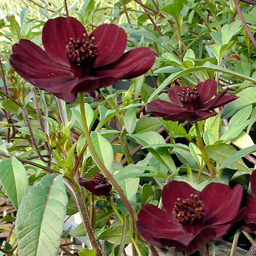 COSMOS ATROSANGUINEUS