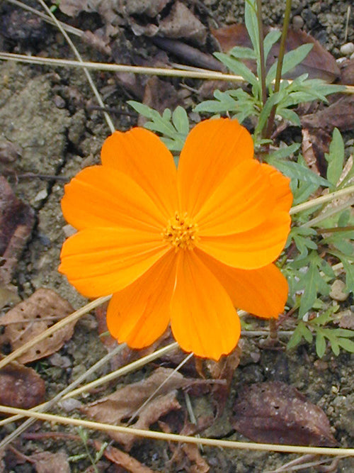 COSMOS SULPHUREUS 'POLIDOR'