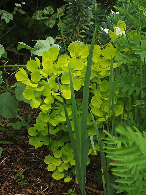 COTINUS COGGYGRIA 'GOLDEN SPIRIT'