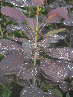 COTINUS COGGYGRIA 'GRACE'